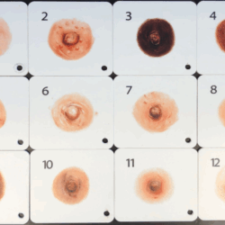Sauler Areola Swatches