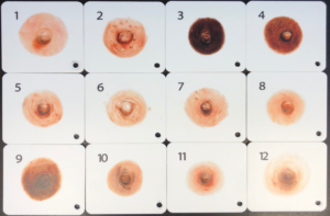 Sauler Areola Swatches