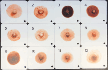 Sauler Areola Swatches